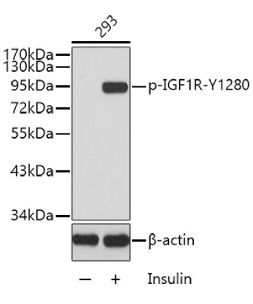 Phospho-IGF1R-Y1280 Rabbit Polyclonal Antibody