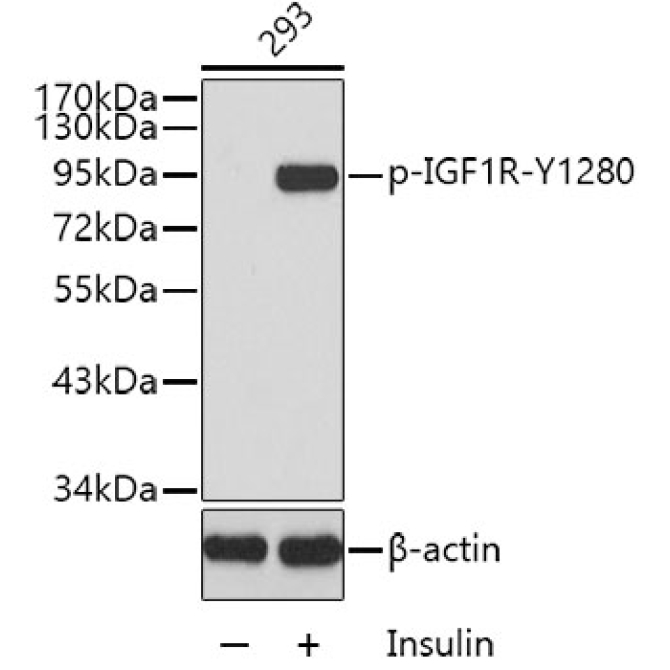 Phospho-IGF1R-Y1280 Rabbit Polyclonal Antibody