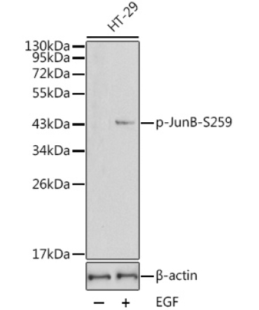 Phospho-JunB-S259 Rabbit Polyclonal Antibody