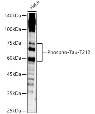 Phospho-Tau-T212 Rabbit Polyclonal Antibody