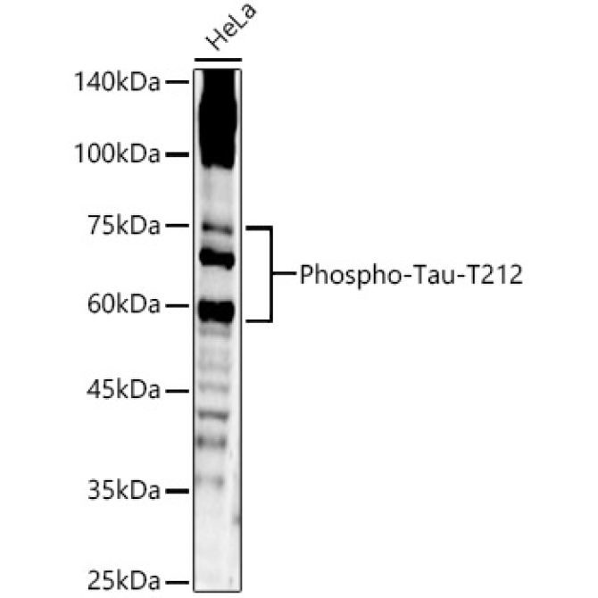 Phospho-Tau-T212 Rabbit Polyclonal Antibody