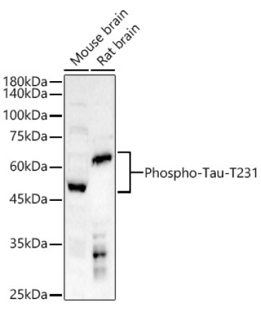 Phospho-Tau-T231 Rabbit Polyclonal Antibody