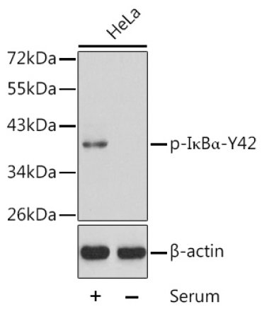 Phospho-I?BAlpha-Y42 Rabbit Polyclonal Antibody