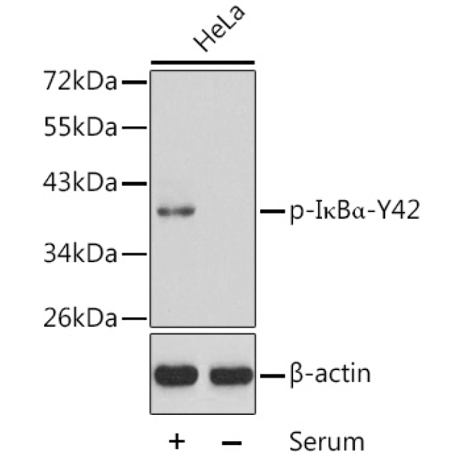 Phospho-I?BAlpha-Y42 Rabbit Polyclonal Antibody