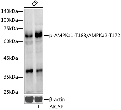 Phospho-AMPKa1-T183/AMPKa2-T172 Rabbit Polyclonal Antibody
