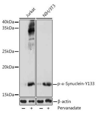 Phospho-Alpha-Synuclein-Y133 Rabbit Polyclonal Antibody