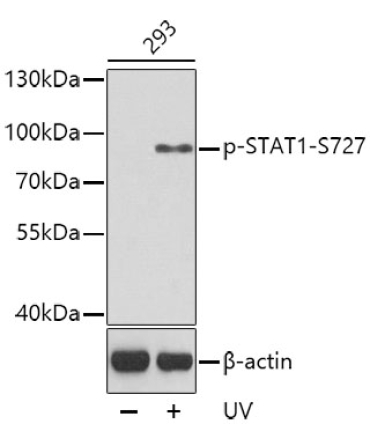 Phospho-STAT1-S727 Rabbit Polyclonal Antibody