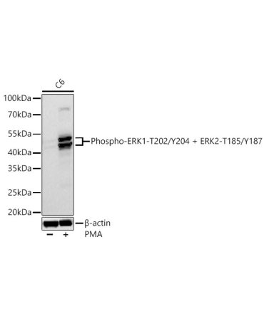 Phospho-ERK1-T202/Y204 + ERK2-T185/Y187 Rabbit Polyclonal Antibody