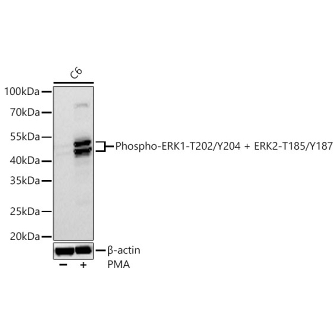 Phospho-ERK1-T202/Y204 + ERK2-T185/Y187 Rabbit Polyclonal Antibody
