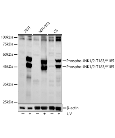 Phospho-JNK1/2-T183/Y185 Rabbit Polyclonal Antibody