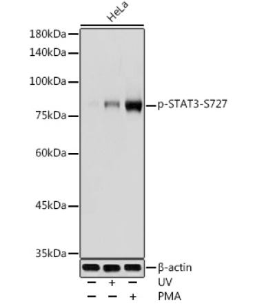 Phospho-STAT3-S727 Rabbit Polyclonal Antibody