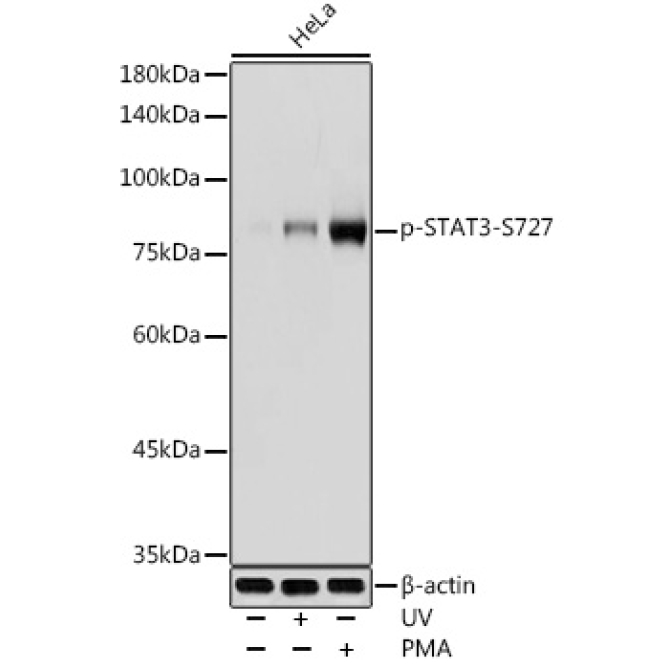 Phospho-STAT3-S727 Rabbit Polyclonal Antibody