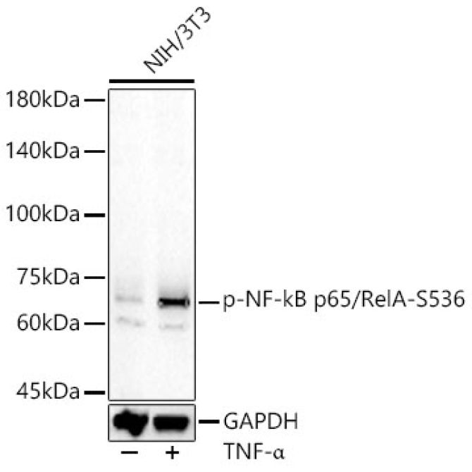 Phospho-NF-kB p65/RelA-S536 Rabbit Polyclonal Antibody