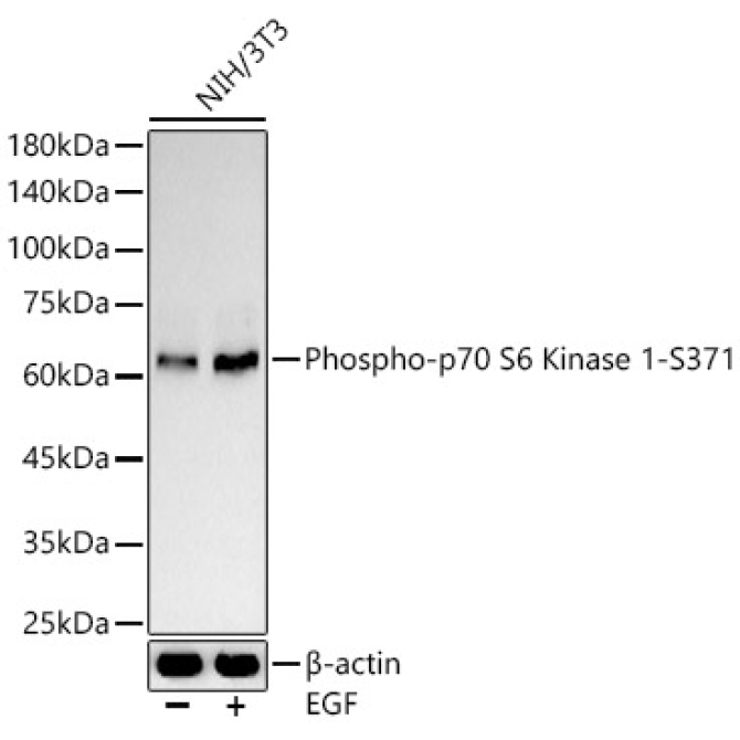 Phospho-p70 S6 Kinase 1-S371 Rabbit Polyclonal Antibody