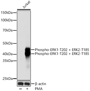 Phospho-ERK1-T202 + ERK2-T185 Rabbit Monoclonal Antibody