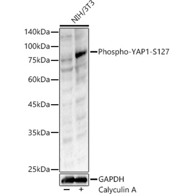 Phospho-YAP1-S127 Rabbit Polyclonal Antibody