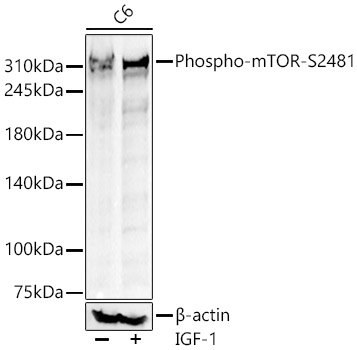 Phospho-mTOR-S2481 Rabbit Polyclonal Antibody