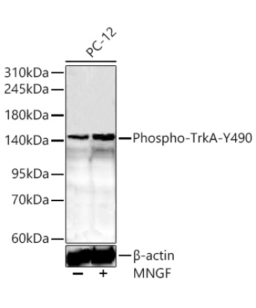 Phospho-TrkA-Y490 Rabbit Polyclonal Antibody