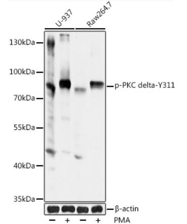 Phospho-PKC delta-Y311 Rabbit Polyclonal Antibody