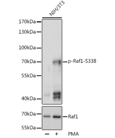 Phospho-Raf1-S338 Rabbit Polyclonal Antibody