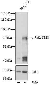 Phospho-Raf1-S338 Rabbit Polyclonal Antibody