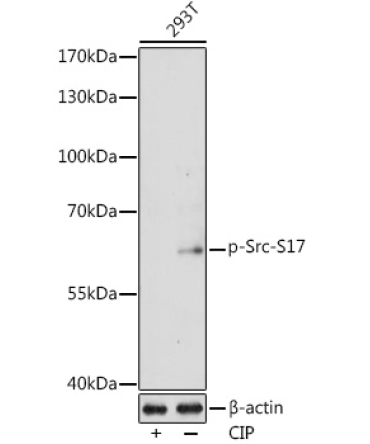 Phospho-Src-S17 Rabbit Polyclonal Antibody