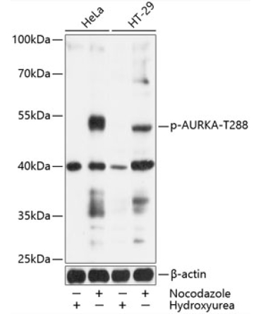 Phospho-AURKA-T288 Rabbit Polyclonal Antibody