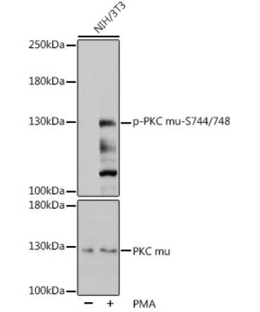 Phospho-PKC mu-S744/748 Rabbit Polyclonal Antibody