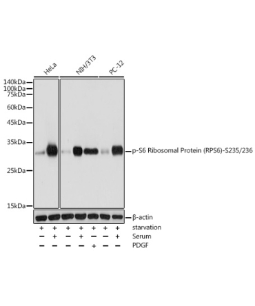 Phospho-S6 Ribosomal Protein (RPS6)-S235/236 Rabbit Polyclonal Antibody