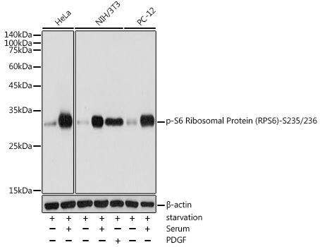 Phospho-S6 Ribosomal Protein (RPS6)-S235/236 Rabbit Polyclonal Antibody