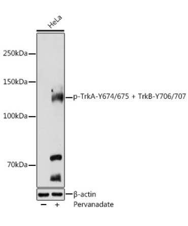 Phospho-TrkA-Y674/675 + TrkB-Y706/707 Rabbit Polyclonal Antibody