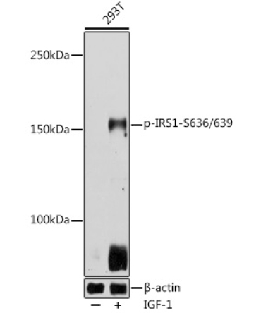 Phospho-IRS1-S636/639 Rabbit Polyclonal Antibody