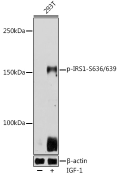 Phospho-IRS1-S636/639 Rabbit Polyclonal Antibody