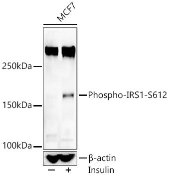 Phospho-IRS1-S612 Rabbit Polyclonal Antibody
