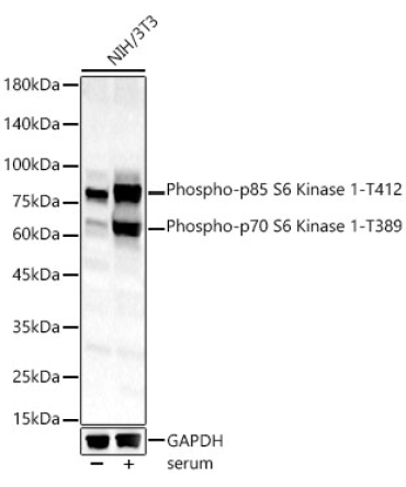 Phospho-p70 S6 Kinase 1-T389 Rabbit Polyclonal Antibody