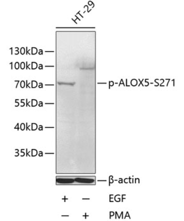 Phospho-ALOX5-S271 Rabbit Polyclonal Antibody