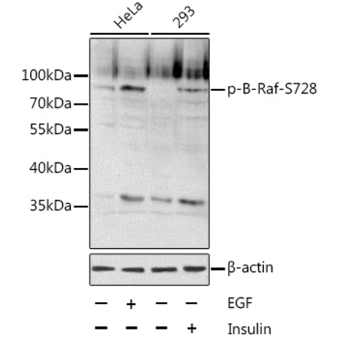 Phospho-B-Raf-S728 Rabbit Polyclonal Antibody