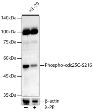 Phospho-cdc25C-S216 Rabbit Polyclonal Antibody