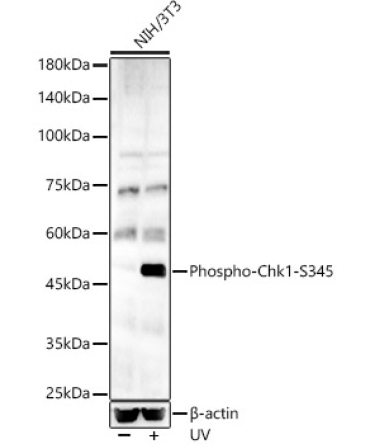 Phospho-Chk1-S345 Rabbit Polyclonal Antibody