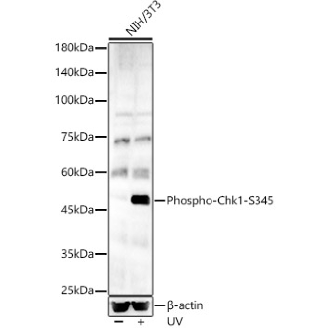 Phospho-Chk1-S345 Rabbit Polyclonal Antibody
