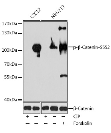 Phospho-Beta-Catenin-S552 Rabbit Polyclonal Antibody