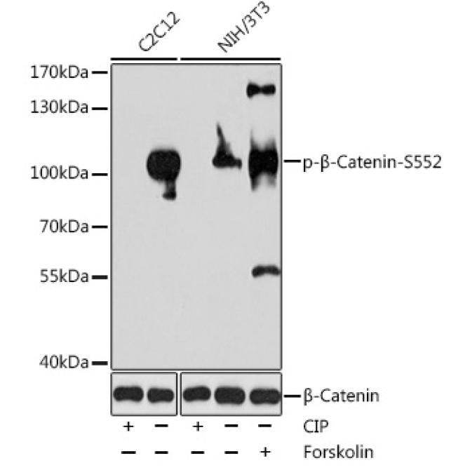 Phospho-Beta-Catenin-S552 Rabbit Polyclonal Antibody