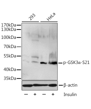 Phospho-GSK3Alpha-S21 Rabbit Polyclonal Antibody