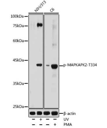 Phospho-MAPKAPK-2/MK2-T334 Rabbit Polyclonal Antibody