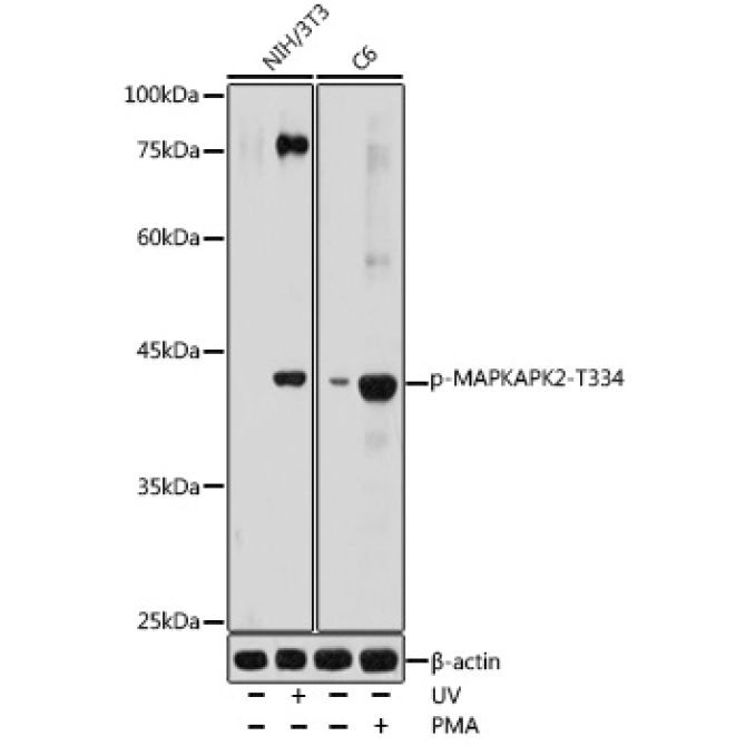 Phospho-MAPKAPK-2/MK2-T334 Rabbit Polyclonal Antibody