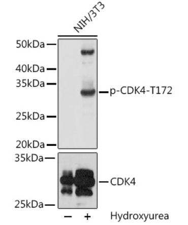 Phospho-CDK4-T172 Rabbit Polyclonal Antibody