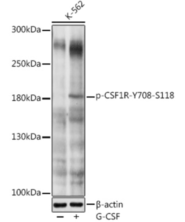 Phospho-CD115/CSF-1R-Y708 Rabbit Polyclonal Antibody