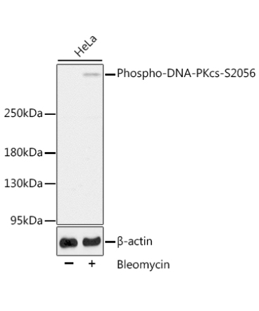 Phospho-DNA-PKcs-S2056 Rabbit Polyclonal Antibody