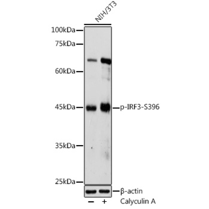 Phospho-IRF3-S396 Rabbit Polyclonal Antibody