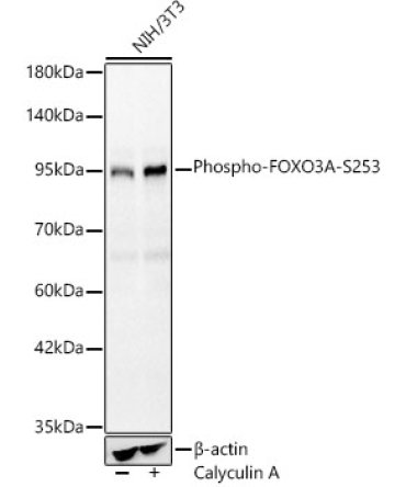 Phospho-FOXO3A-S253 Rabbit Polyclonal Antibody